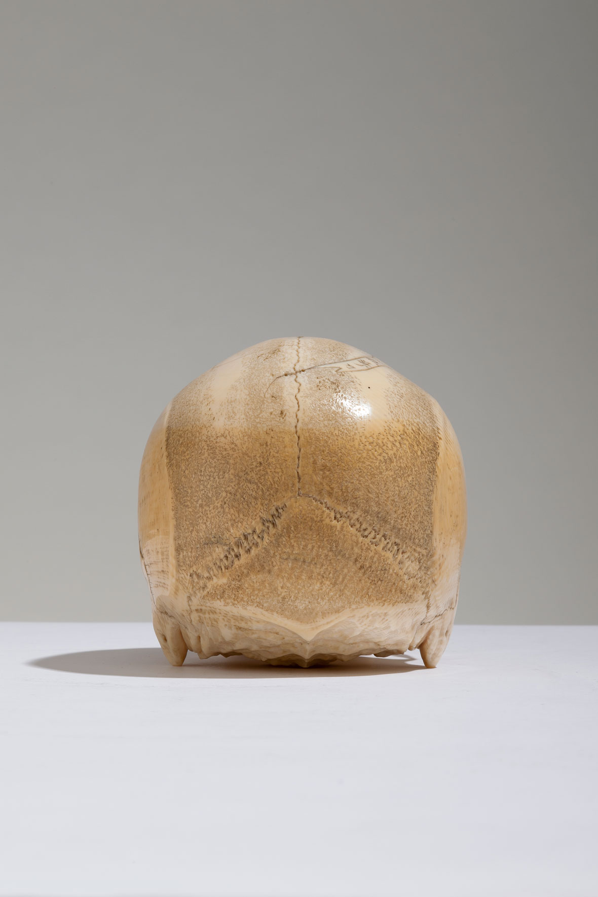 Japanese Ivory Skull by Shosai